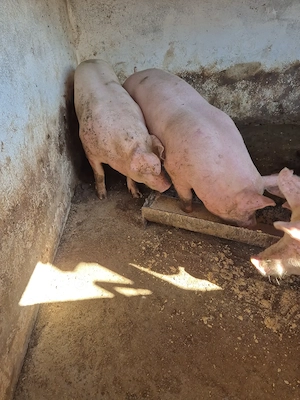 Porci de vanzare