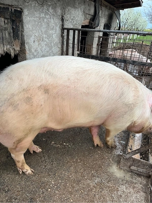 Vand porci mari