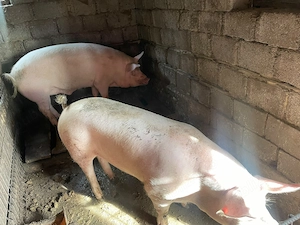 Porci de vânzare - imagine 5