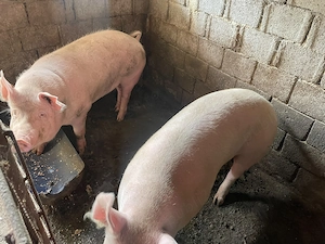 Porci de vânzare - imagine 3