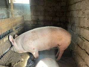 Porci de vânzare - imagine 2