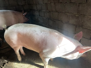 Porci de vânzare