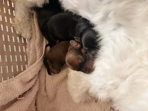 catei combinatie intre yorkie si bichon