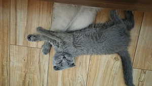 Fetiță Scottish Fold 