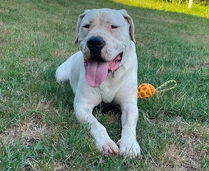 De vanzare Dog Argentinian