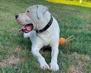 Dog argentinian de vanzare