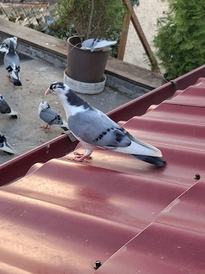galateni pe vanat si un visiniui