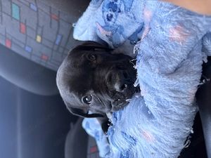 Pui Cane corso disponibili - imagine 5