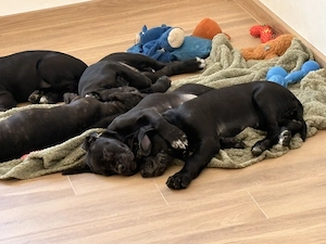 Pui Cane corso disponibili - imagine 3