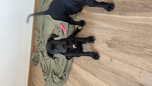 Pui Cane corso disponibili - imagine 2