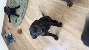 Pui Cane corso disponibili