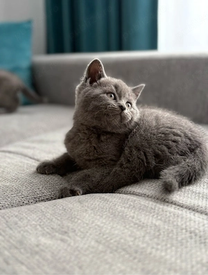 Puiuț British Shorthair - imagine 3