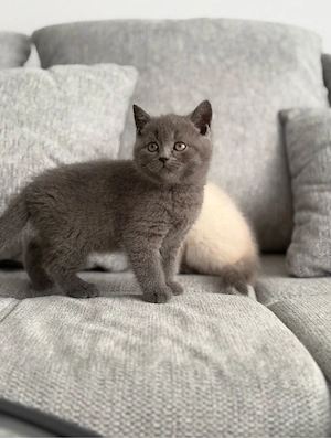 Puiuț British Shorthair - imagine 4