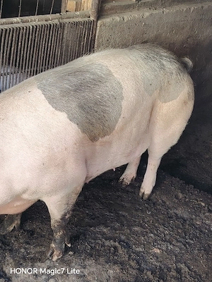 vând porci de carne între o 100 si 300kg in judetul olt bals mai multe detalii la nr de telefon  - imagine 5