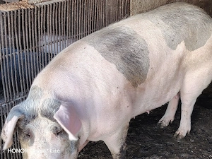 vând porci de carne între o 100 si 300kg in judetul olt bals mai multe detalii la nr de telefon  - imagine 3
