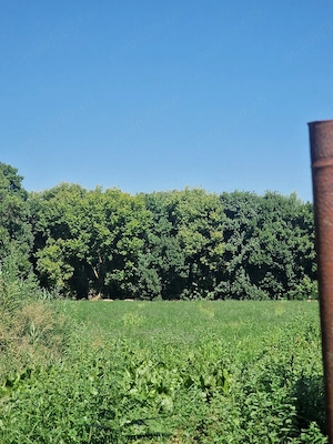 Teren intravilan de vanzare Delta Dunării - Patlageanca  - imagine 3