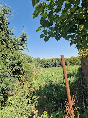 Teren intravilan de vanzare Delta Dunării - Patlageanca  - imagine 5