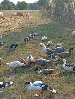 Rațe mute și românești de țară 