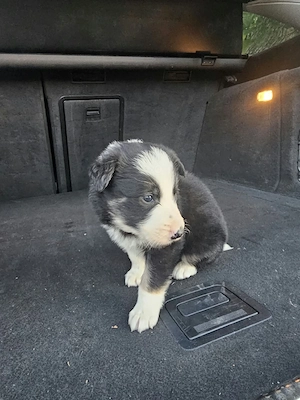 Border Collie  - imagine 3