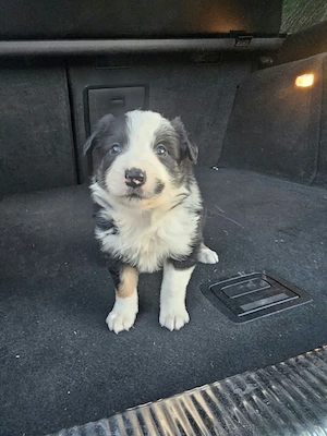 Border Collie  - imagine 5
