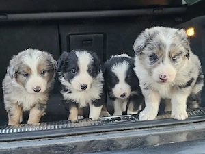 Border Collie  - imagine 2