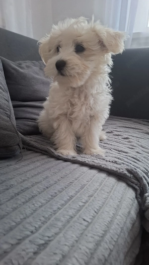 Bichon maltez mini toy