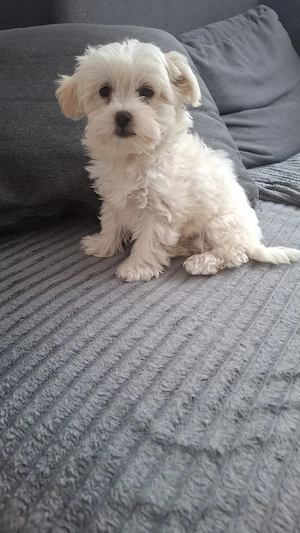 Bichon maltez mini toy - imagine 2