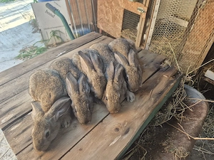 Disponibili iepurași 