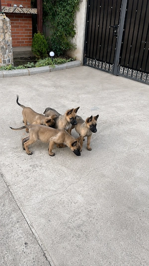 Ciobănesc belgian 