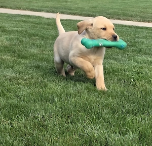Labrador Retriever pentru copii tai