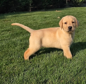 Labrador Retriever pentru copii tai - imagine 3