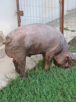 vand  vier duroc 