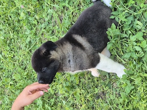Pui Akita American caută casă nouă  - imagine 3