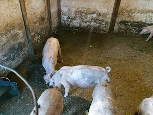 vand purcei landrace cu duroc  - imagine 4