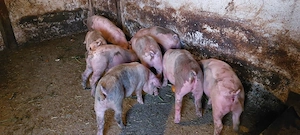 vand purcei landrace cu duroc  - imagine 2