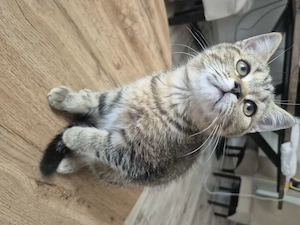 Pisica British shorthair  - imagine 4