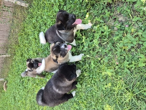 Pui Akita American caută casă nouă  - imagine 4