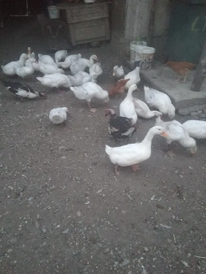 vand rete 
