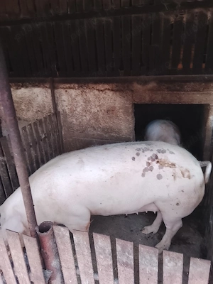 Vând porci crescuți natural 