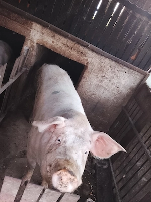Vând porci crescuți natural  - imagine 2