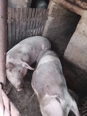 Vând porci crescuți natural  - imagine 4
