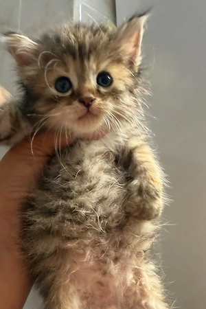 Pisica Maine Coon brown tabby - imagine 2