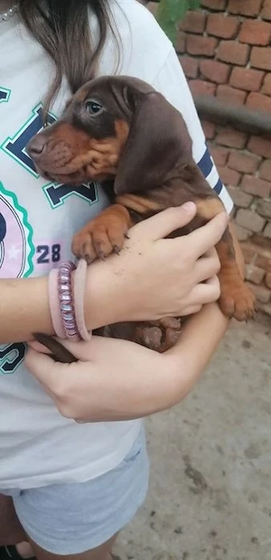 Căței teckel ciocolatii 