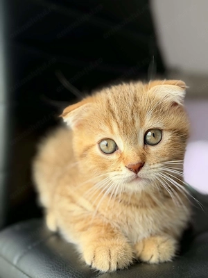 Scottish Fold Tabby