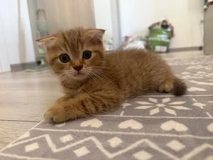 Scottish Fold Tabby - imagine 4