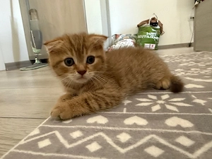 Scottish Fold Tabby - imagine 5