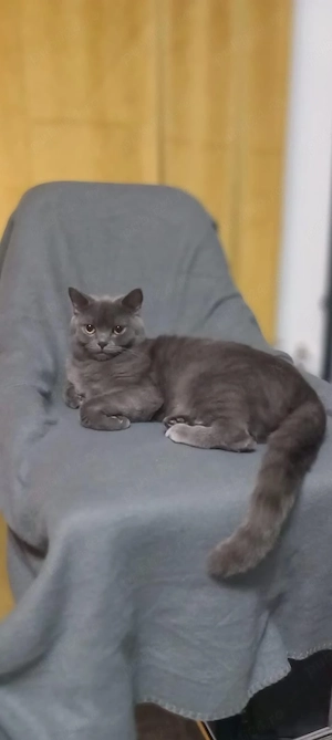 pui de British Shorthair Blue 