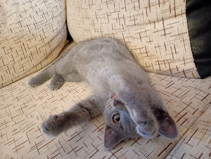 Pui de british shorthair   - imagine 2