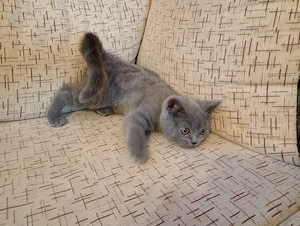 Pui de british shorthair   - imagine 3