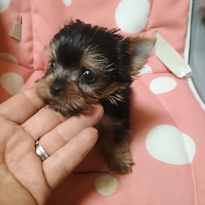 Yorkshire Terrier Mini Toy